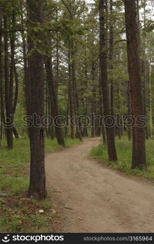 Path and trees in forest