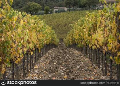 Path between vines in a vineyard, Radda in Chianti, Tuscany, Italy