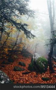 Path covered with fallen leaves and old rock with moss in misty autumn forest. Wild nature beauty. Path covered with leaves and old mossy rock in misty autumn forest