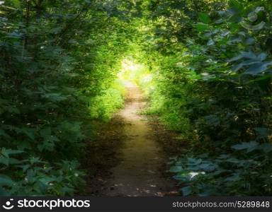 Path in a dark forest with sunset rays