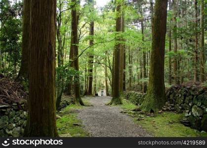 Path in a japanese forest. Path in a japanese forest with vivid green leaves and old tall trees