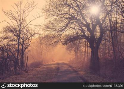 Path in a misty forest at sunrise