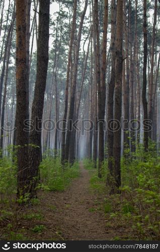 path in a pine forest through the fog