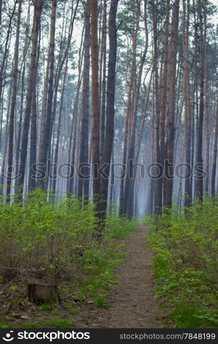 path in a pine forest through the fog