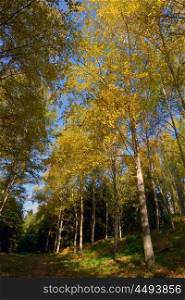 Path in autumn birch forest