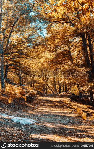 Path in autumn chestnut forest in Spain with warm colors