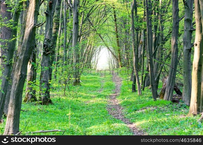 Path in beautiful green park. Spring forest with green trees
