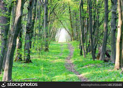 Path in beautiful green park. Spring forest with green trees