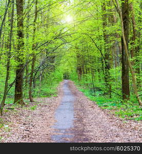 Path in beautiful green park. Spring forest with green trees