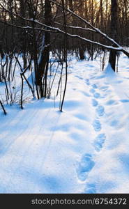 path in deep blue snow at early sunset in winter forest