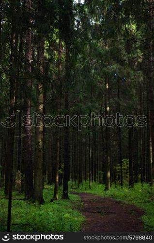 Path in fir forest