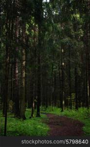 Path in fir forest