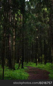 Path in fir forest