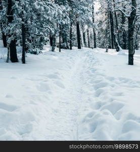 Path in forest among snow trees in winter forest