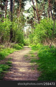 Path in green forest