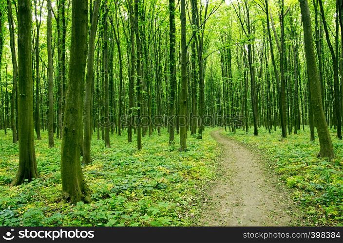Path in green forest