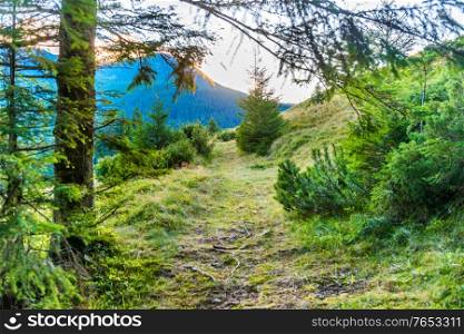 Path in green pine forest and mountains with shining sunset sun rays