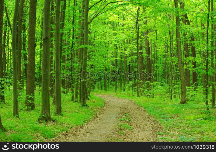 Path in green summer forest