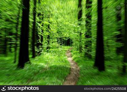 Path in green summer forest