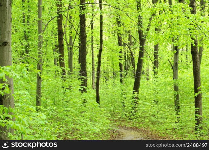 path in green summer forest