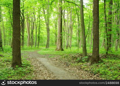 Path in green summer forest