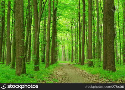 Path in green summer forest