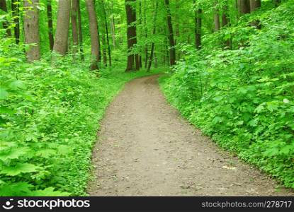 Path in green summer forest