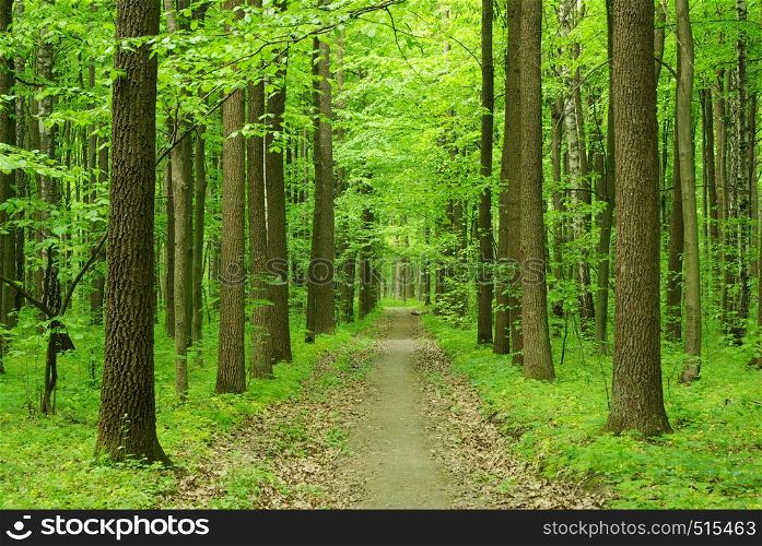 path in green summer forest