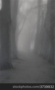 Path in Hazy Autumn Forest
