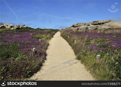 Path in heather and rock on the pink granite coast in Brittany