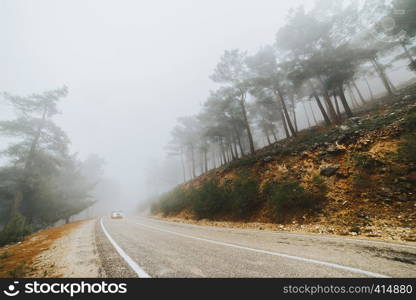 path in pine forest and cedar trees in foggy weather