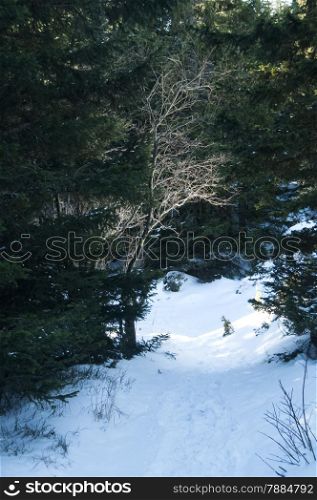 Path in snowy mountain pine forest with sunny area in the end