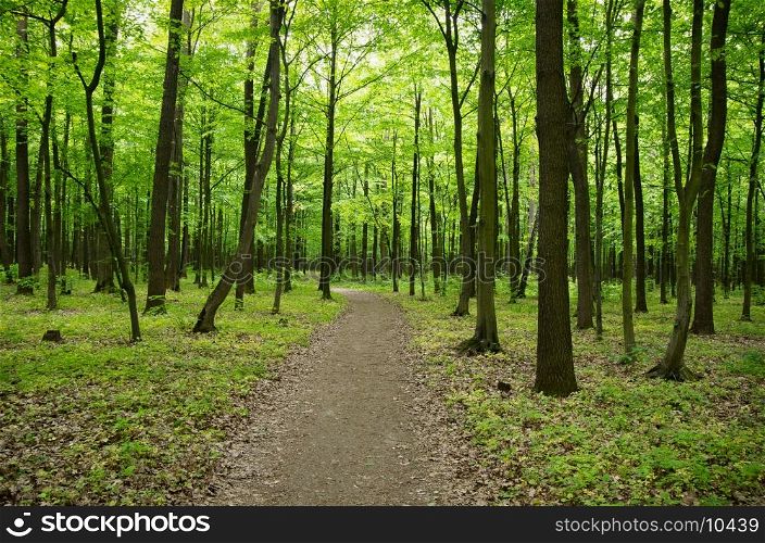 Path in spring green forest