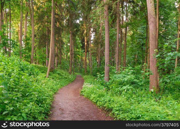 path in summer forest at dawn