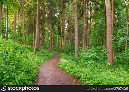 path in summer forest at dawn
