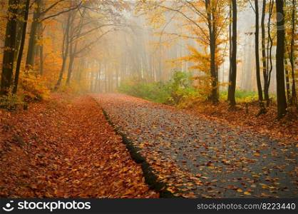 Path in the autumn landscape. Beautiful natural colorful background with leaves from trees. Nature - environment with bad rainy weather.