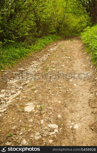 Path in the forest. Nature background with trees