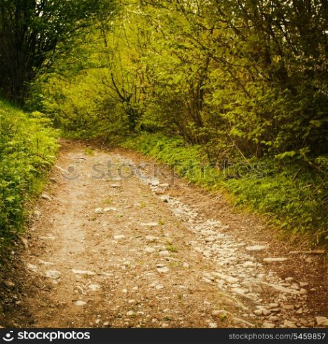 Path in the forest. Nature background with trees. Vintage toned