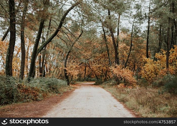 Path in the forest with the autumn in the trees