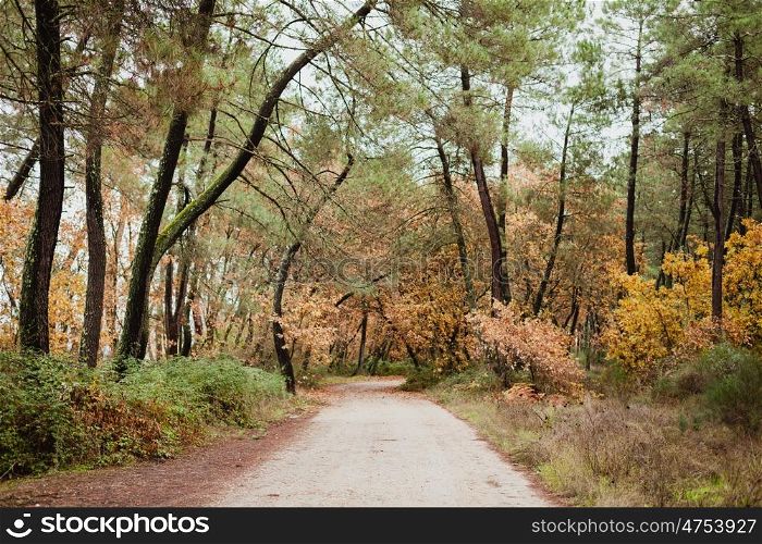Path in the forest with the autumn in the trees