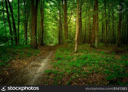 Path in the mysterious green deciduous forest, summer day