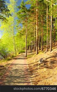 path in the pine forest