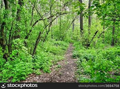 path in the spring deciduous forest
