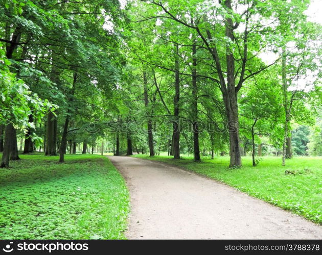 path in the woods. forest path on a sunny day photo