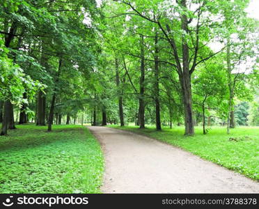 path in the woods. forest path on a sunny day photo