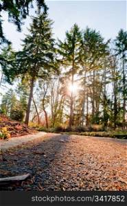 Path in Washington Park Arboretum
