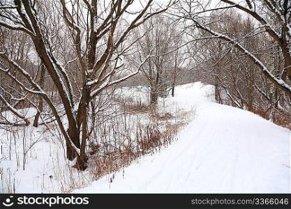 path in winter forest