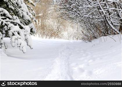 Path in winter forest after a snowfall