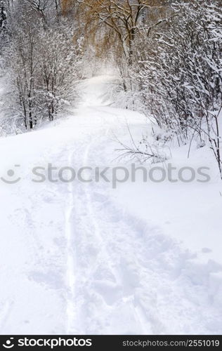 Path in winter forest after a snowfall