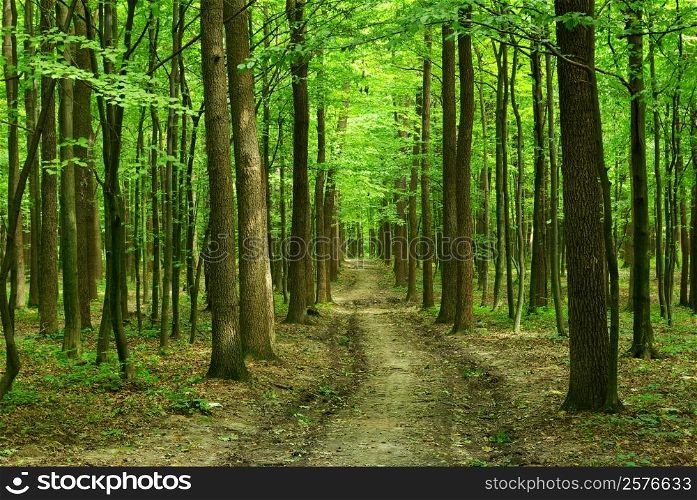 path is in the green forest
